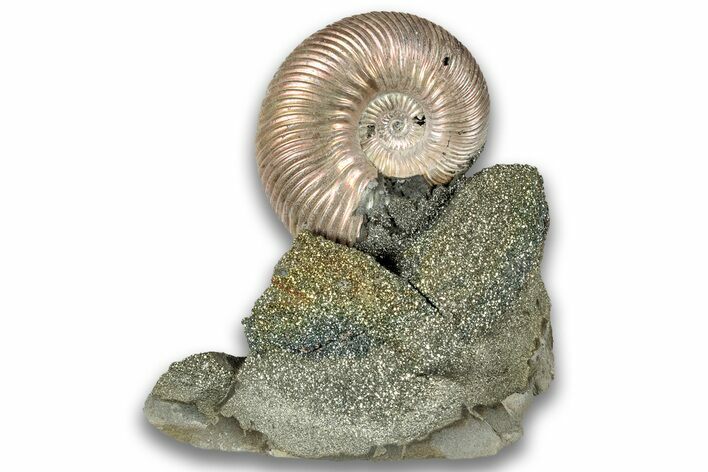 Iridescent, Pyritized Ammonite (Quenstedticeras) Fossil Display #324290